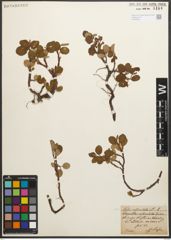 Foto von Salix reticulata L.